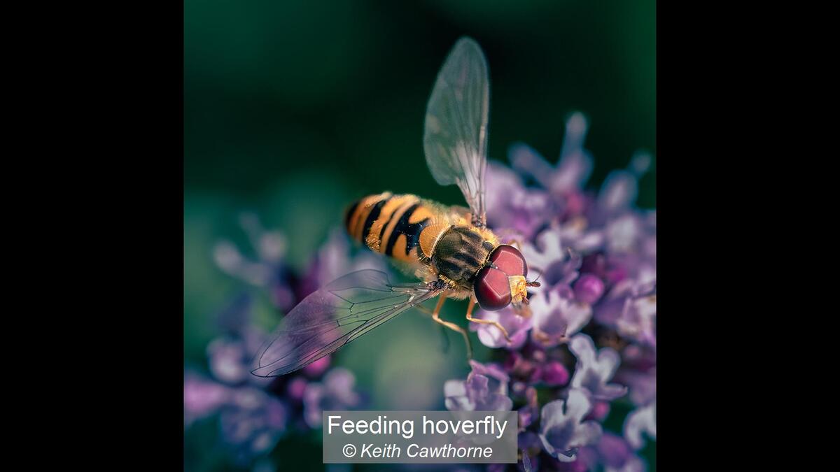 25_Feeding hoverfly_Keith Cawthorne